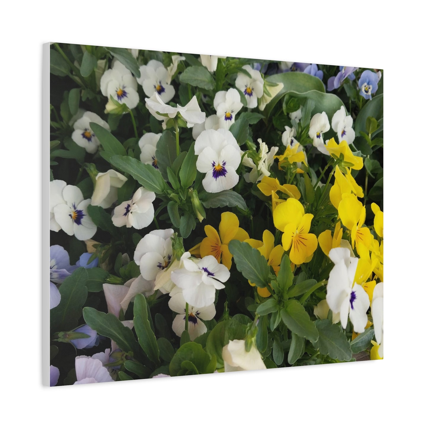 Pansies Floral Canvas Wall Art - Vibrant Pansy Design for Home Decor