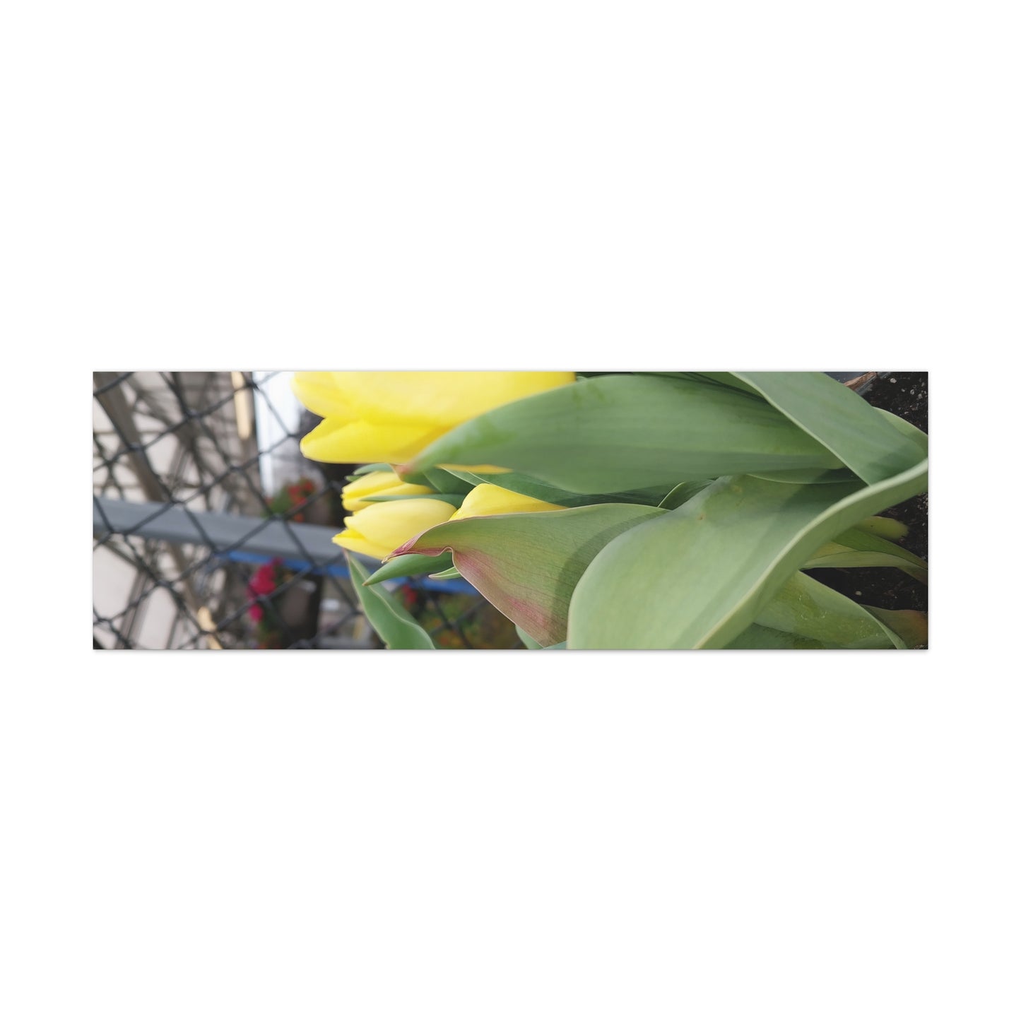 Yellow Tulip Stretched Canvas Art - Vibrant Floral Decor for Home & Gifts