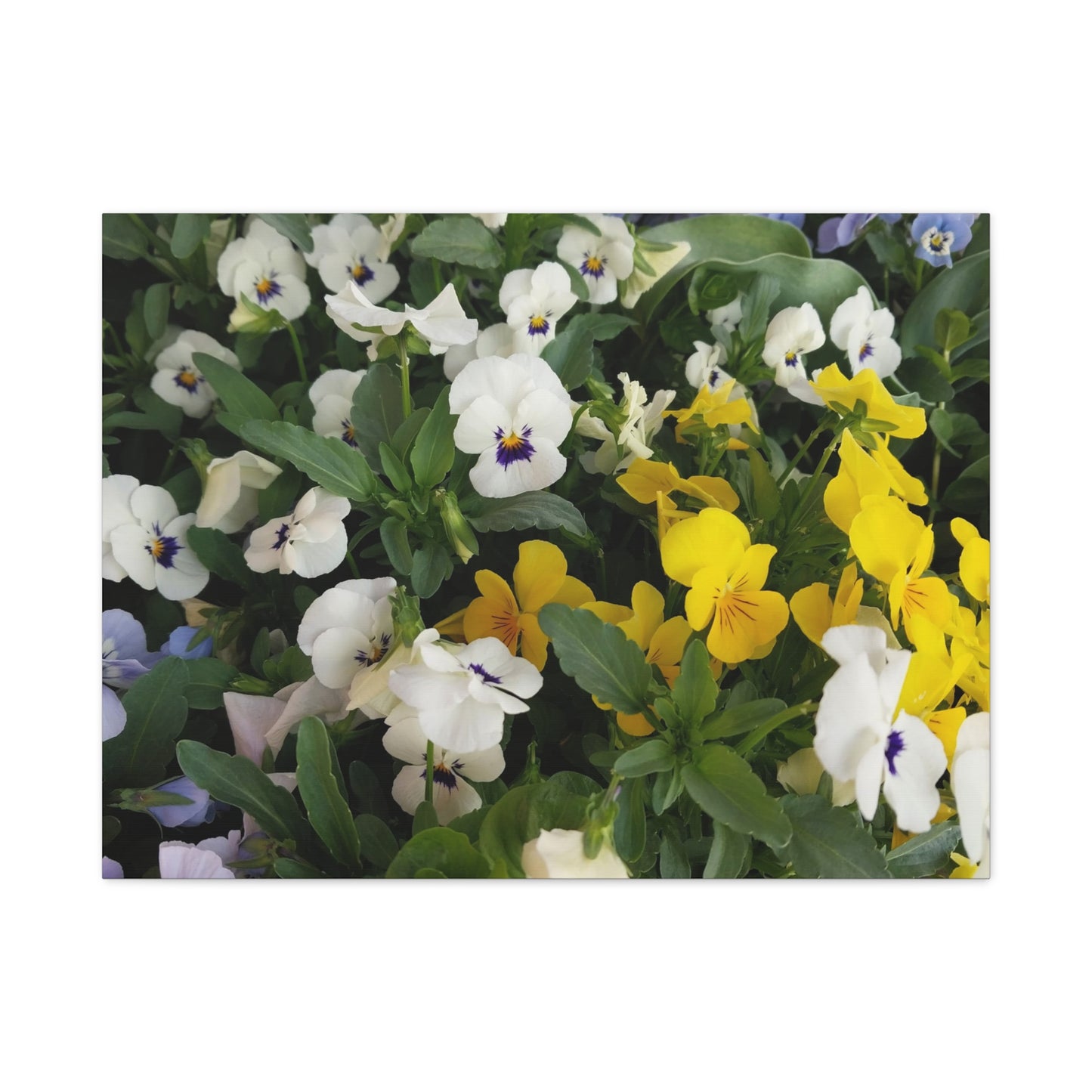 Pansies Floral Canvas Wall Art - Vibrant Pansy Design for Home Decor