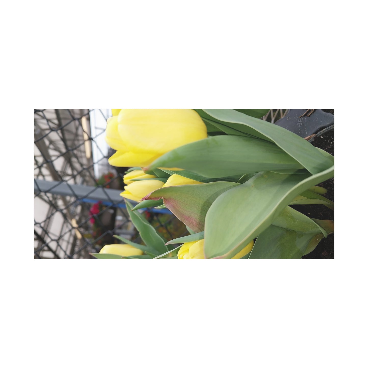 Yellow Tulip Stretched Canvas Art - Vibrant Floral Decor for Home & Gifts