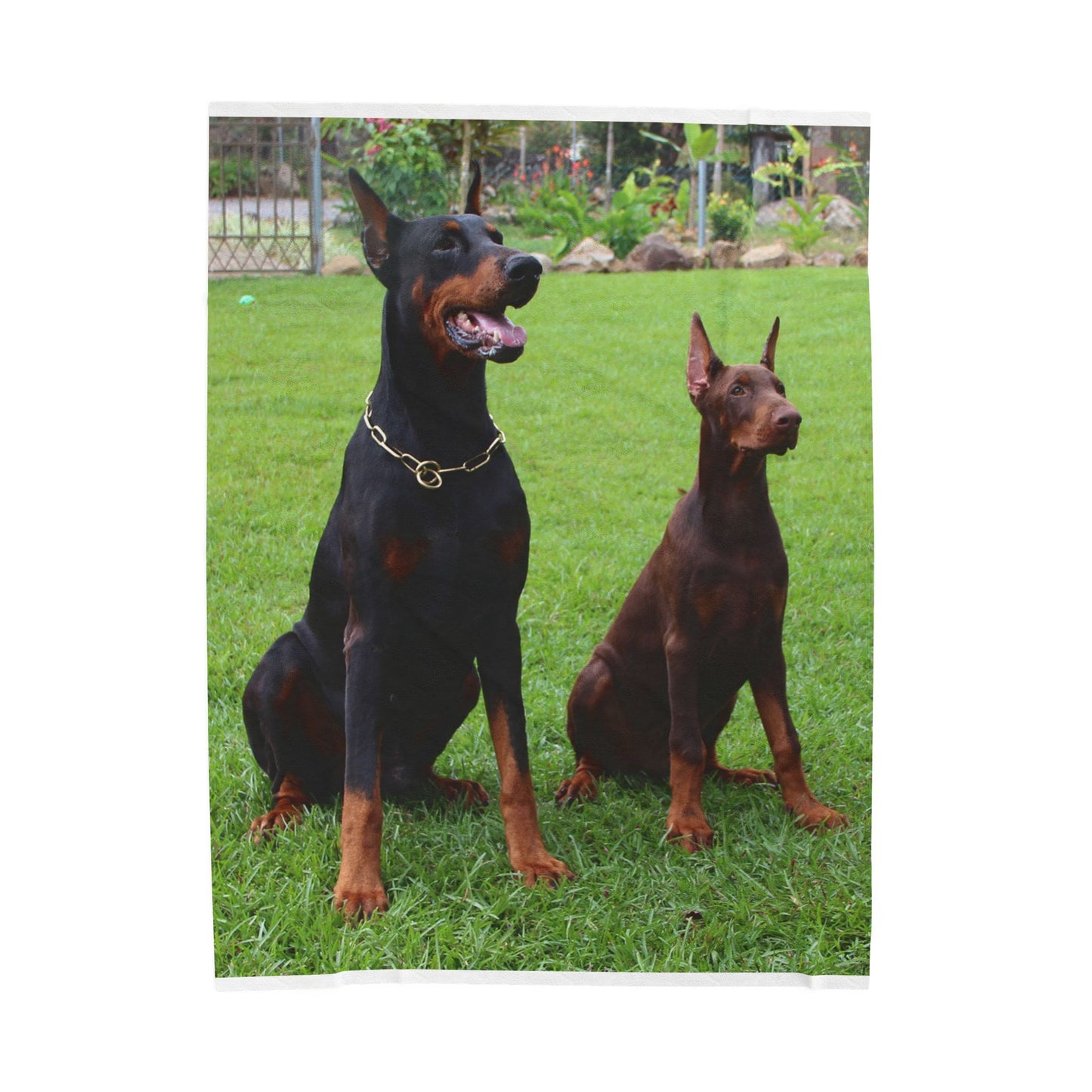 Doberman Dog Group Lovers Velveteen Plush Blanket | Cozy Pet Blanket for Home Decoration, Gift for Dog Owners, Animal Lover Cozy Throw
