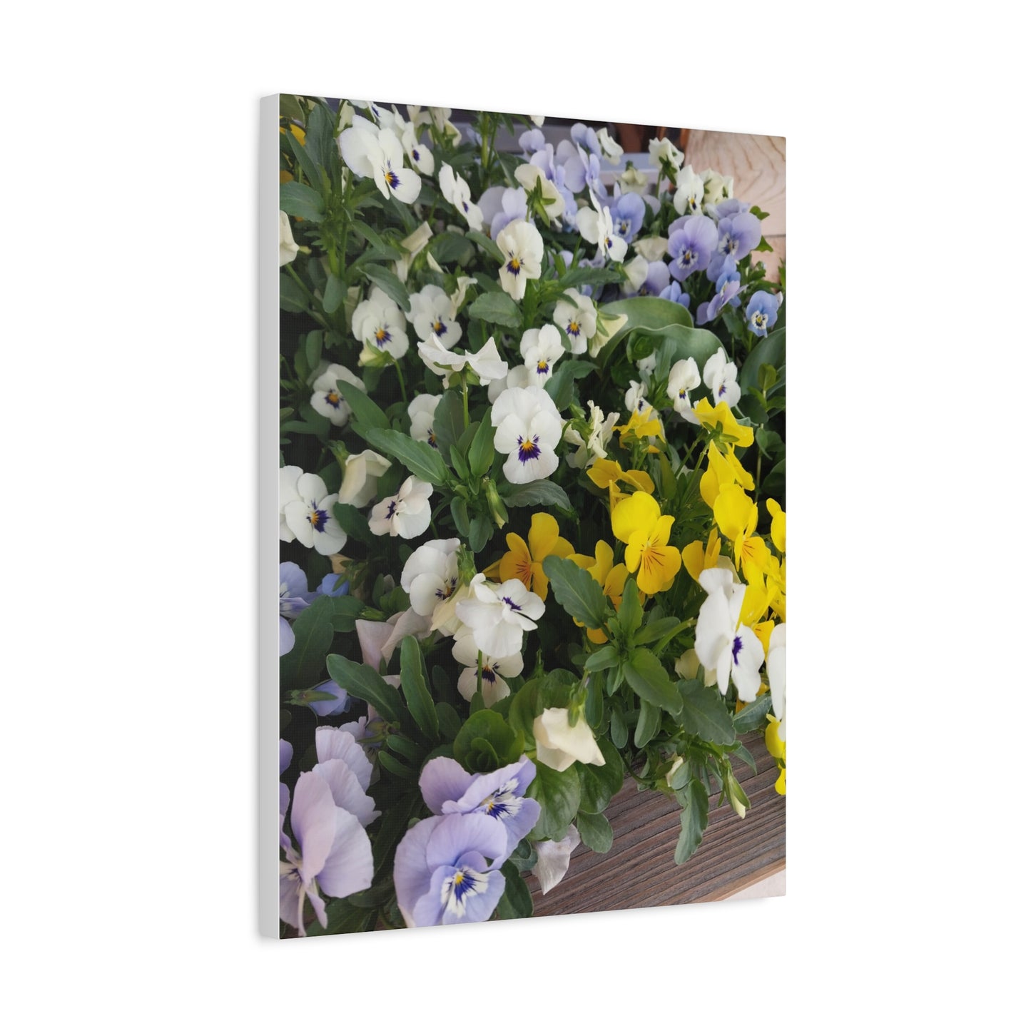 Pansies Floral Canvas Wall Art - Vibrant Pansy Design for Home Decor
