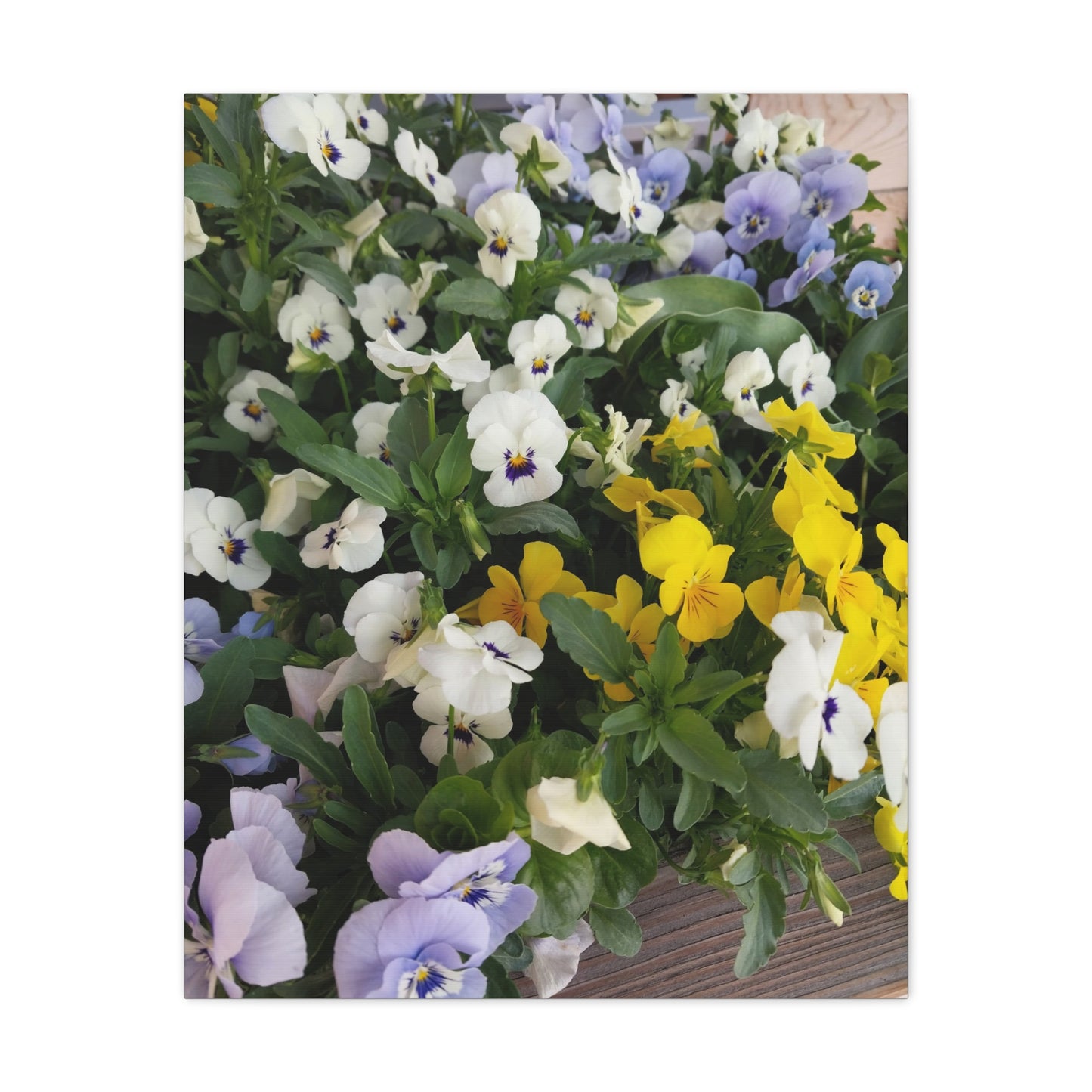 Pansies Floral Canvas Wall Art - Vibrant Pansy Design for Home Decor