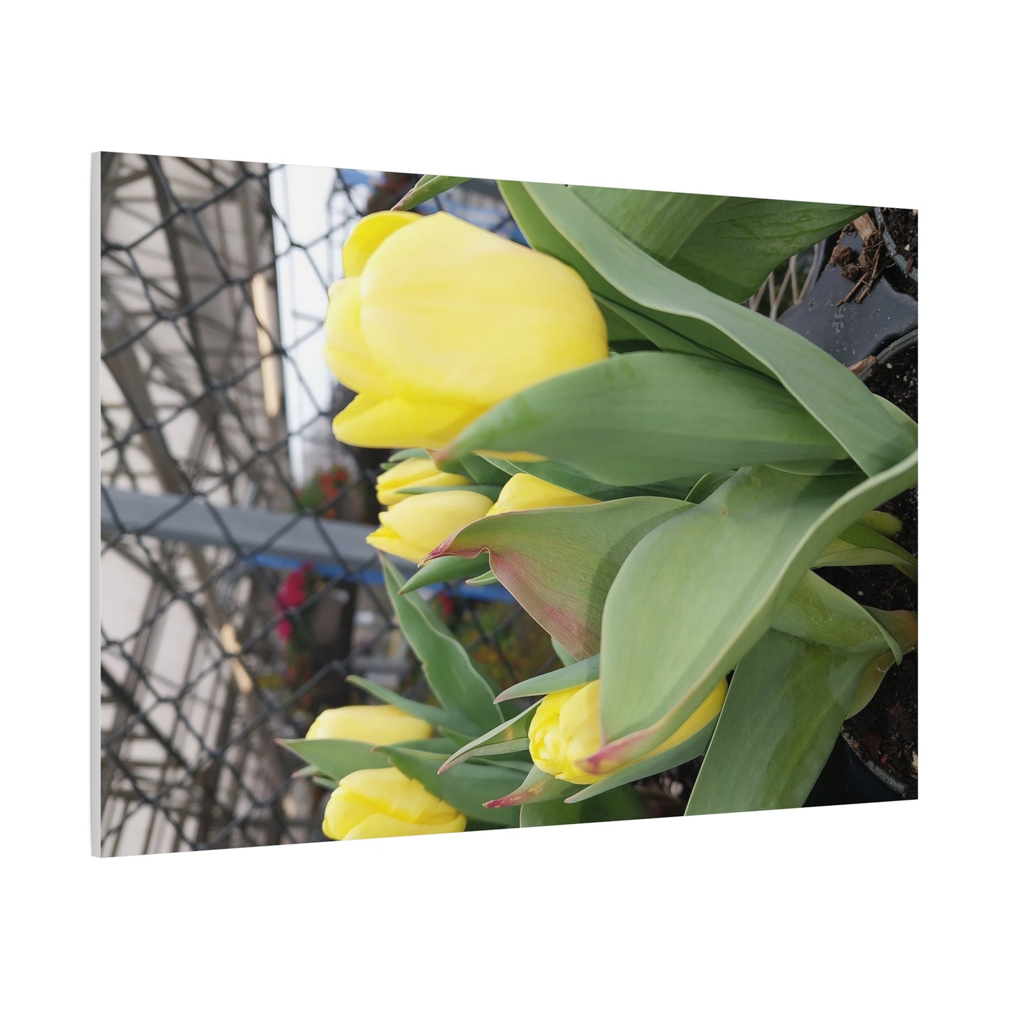 Yellow Tulip Stretched Canvas Art - Vibrant Floral Decor for Home & Gifts