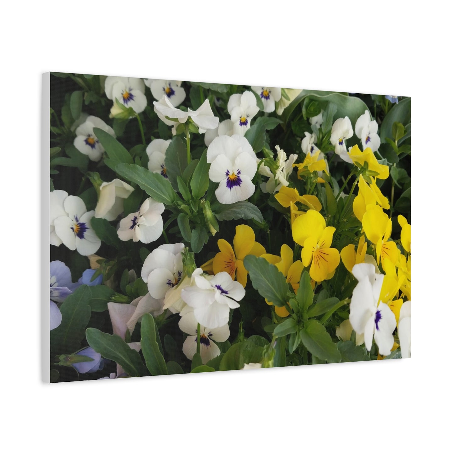 Pansies Floral Canvas Wall Art - Vibrant Pansy Design for Home Decor
