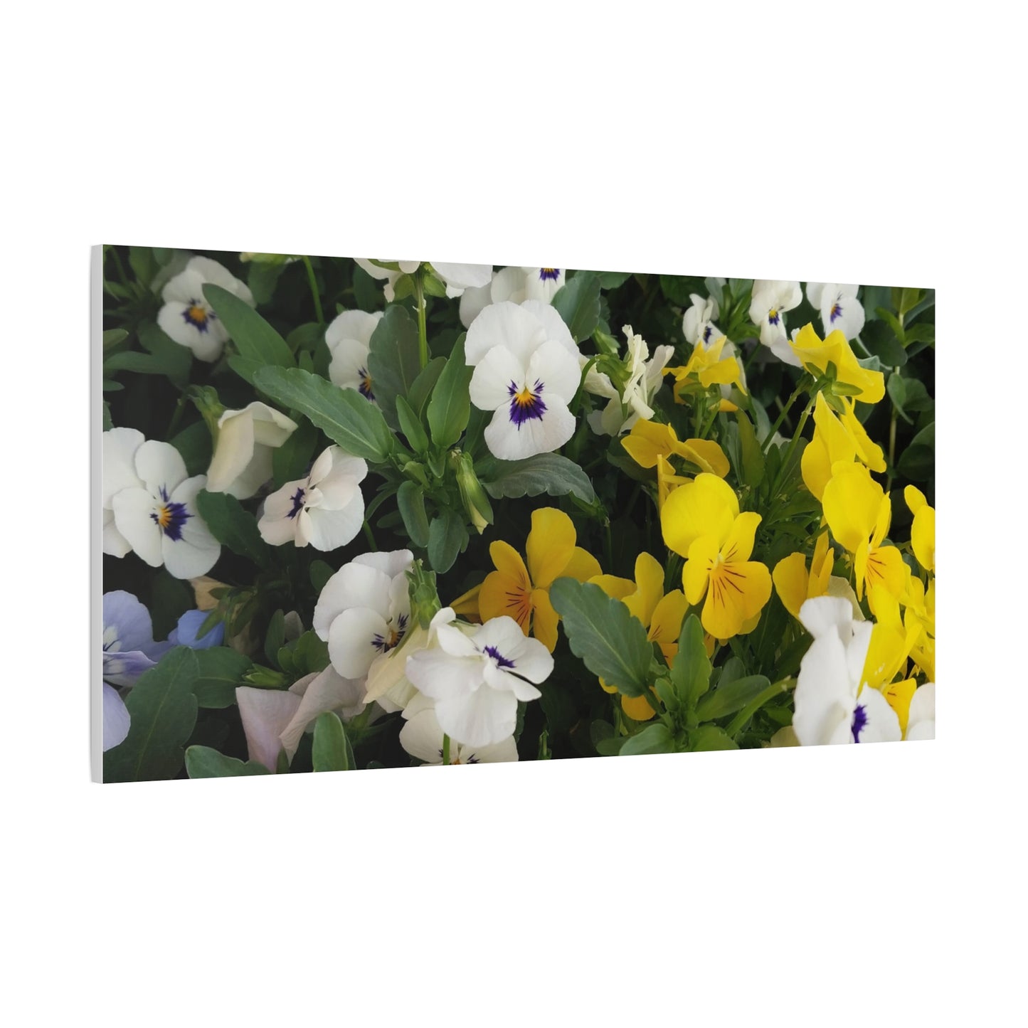 Pansies Floral Canvas Wall Art - Vibrant Pansy Design for Home Decor