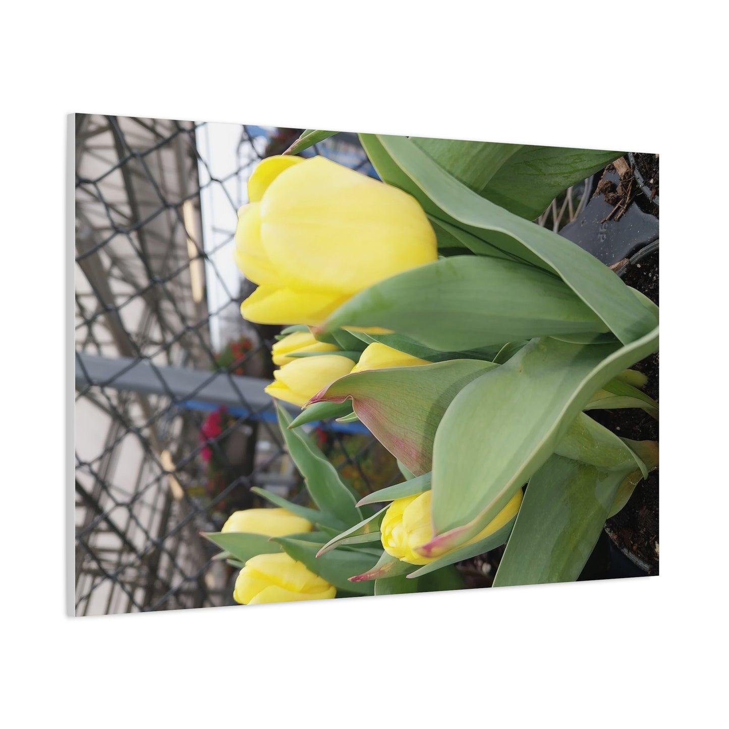 Yellow Tulip Stretched Canvas Art - Vibrant Floral Decor for Home & Gifts