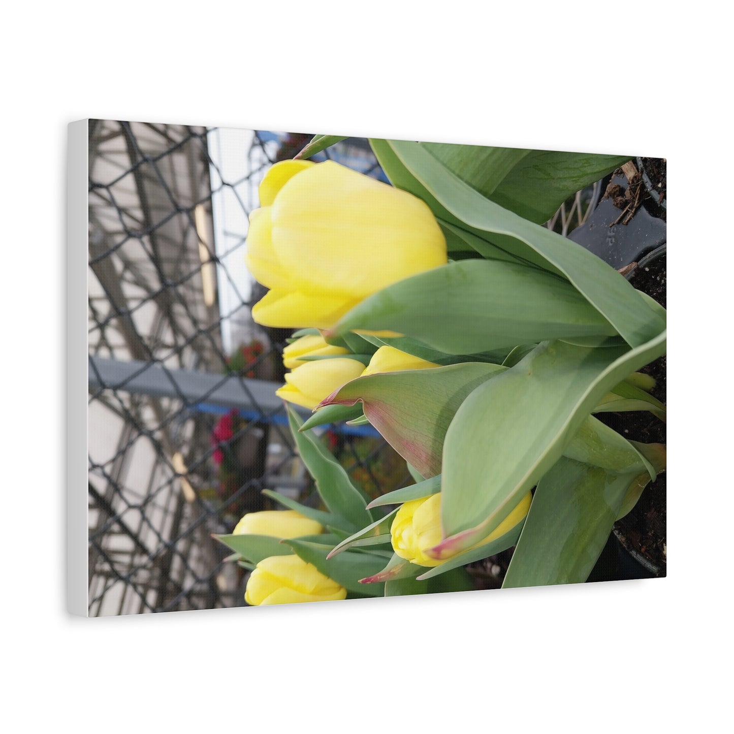 Yellow Tulip Stretched Canvas Art - Vibrant Floral Decor for Home & Gifts