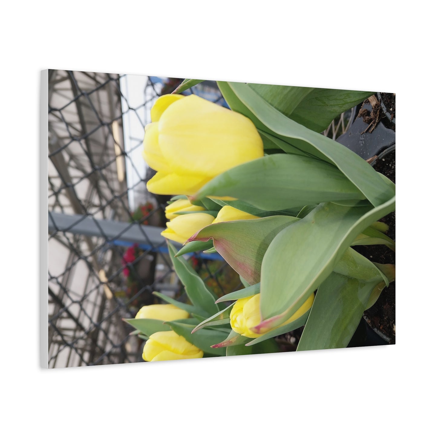 Yellow Tulip Stretched Canvas Art - Vibrant Floral Decor for Home & Gifts