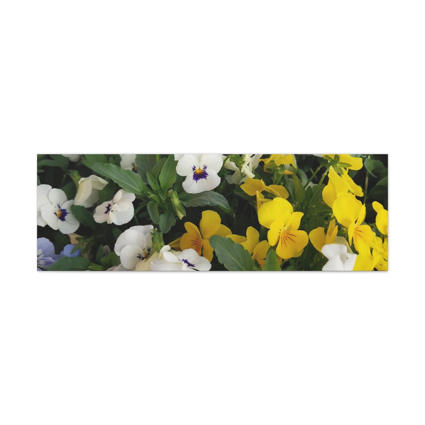 Pansies Floral Canvas Wall Art - Vibrant Pansy Design for Home Decor