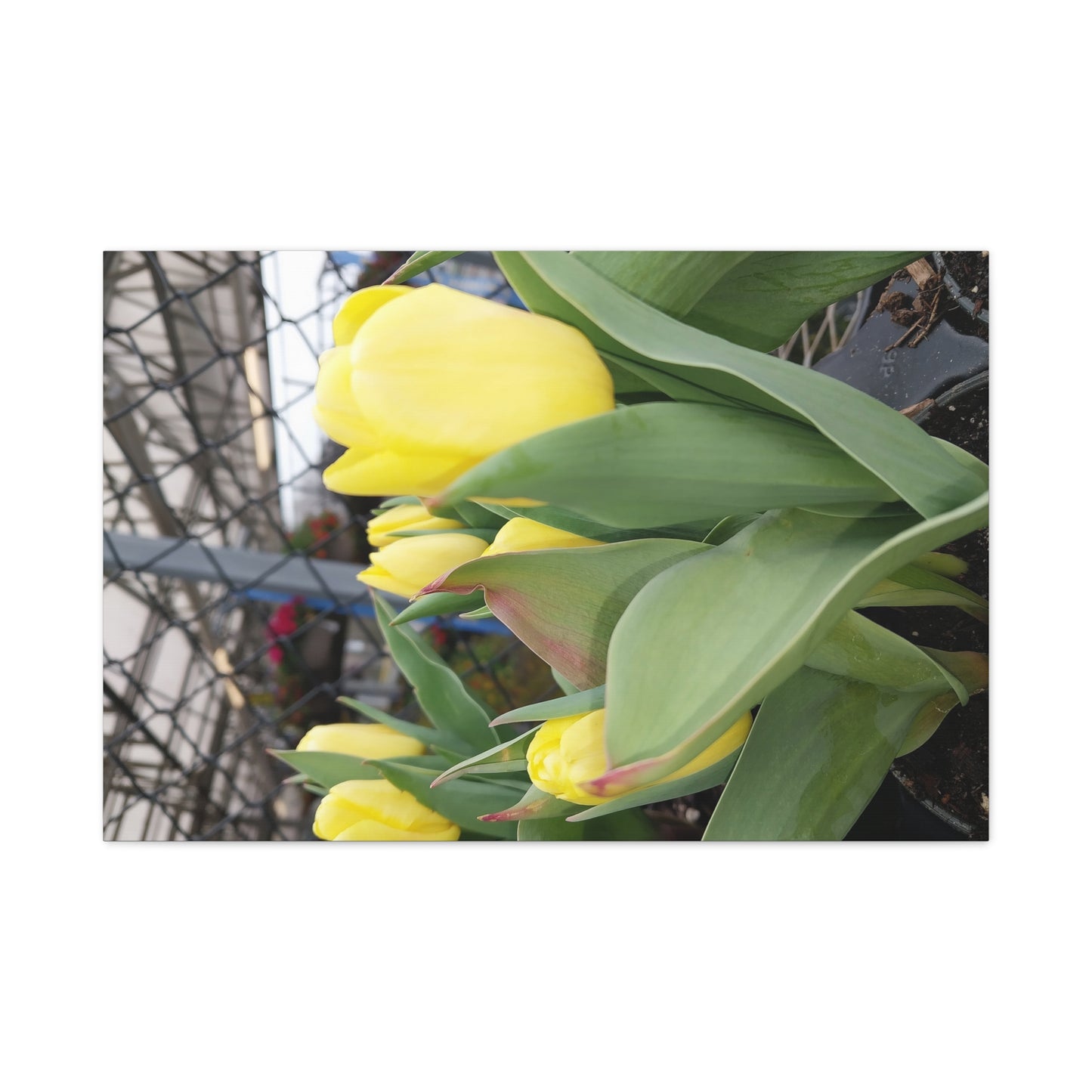 Yellow Tulip Stretched Canvas Art - Vibrant Floral Decor for Home & Gifts