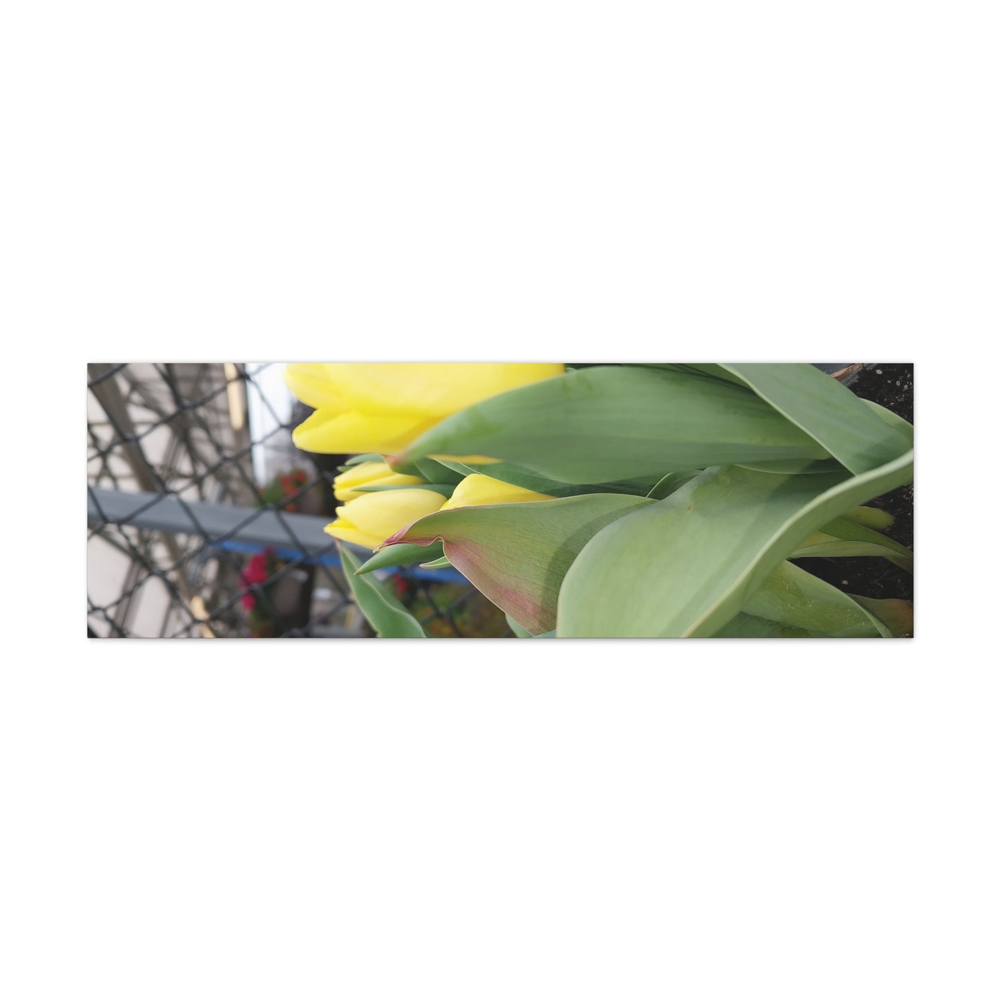 Yellow Tulip Stretched Canvas Art - Vibrant Floral Decor for Home & Gifts