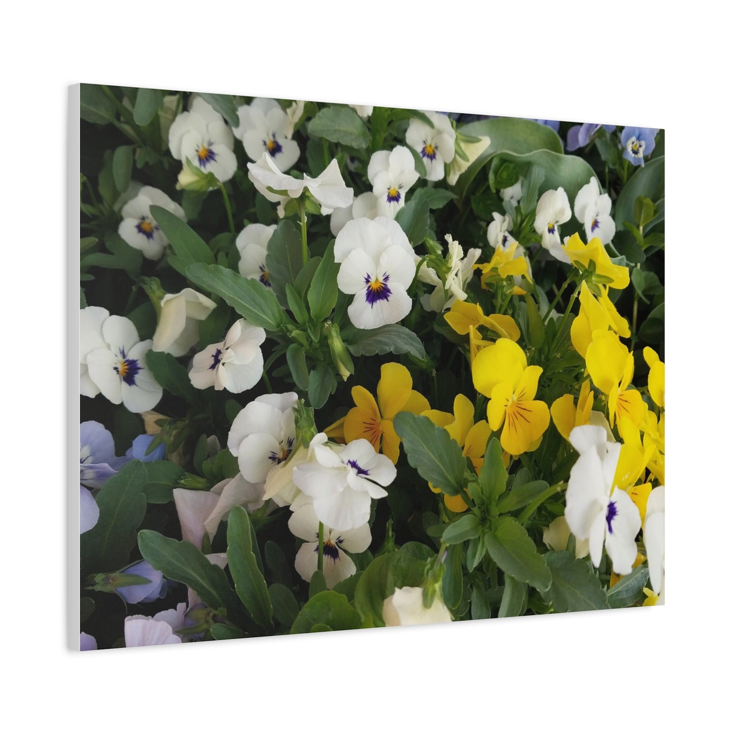 Pansies Floral Canvas Wall Art - Vibrant Pansy Design for Home Decor