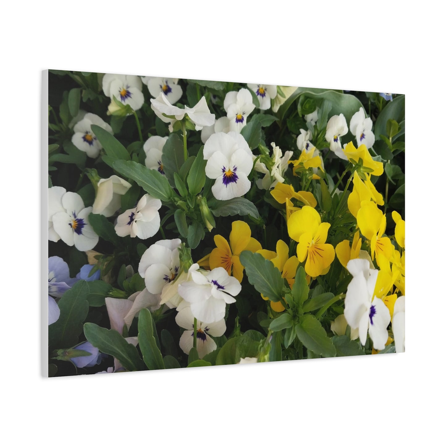 Pansies Floral Canvas Wall Art - Vibrant Pansy Design for Home Decor
