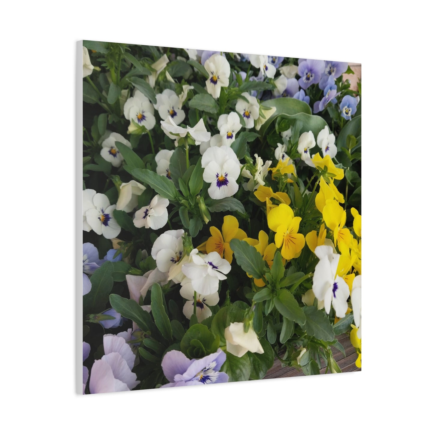 Pansies Floral Canvas Wall Art - Vibrant Pansy Design for Home Decor